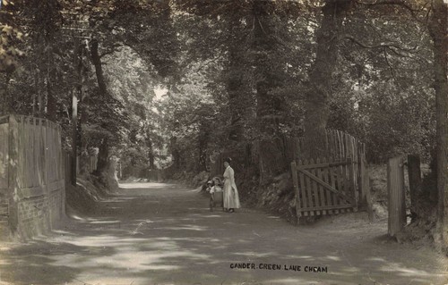 Gander green lane cheam - green,
